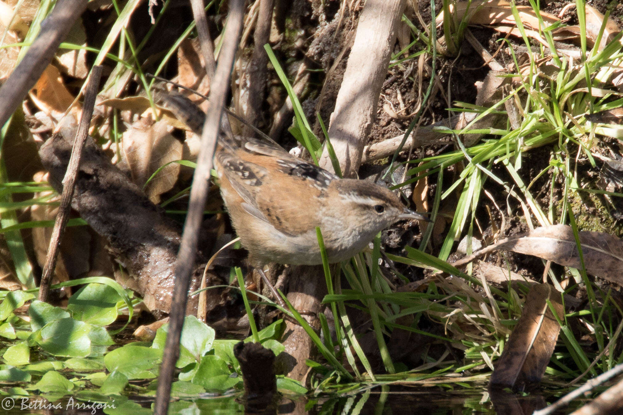 Image of Marsh Wren