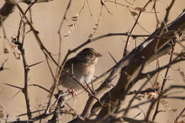 Image of Grasshopper Sparrow