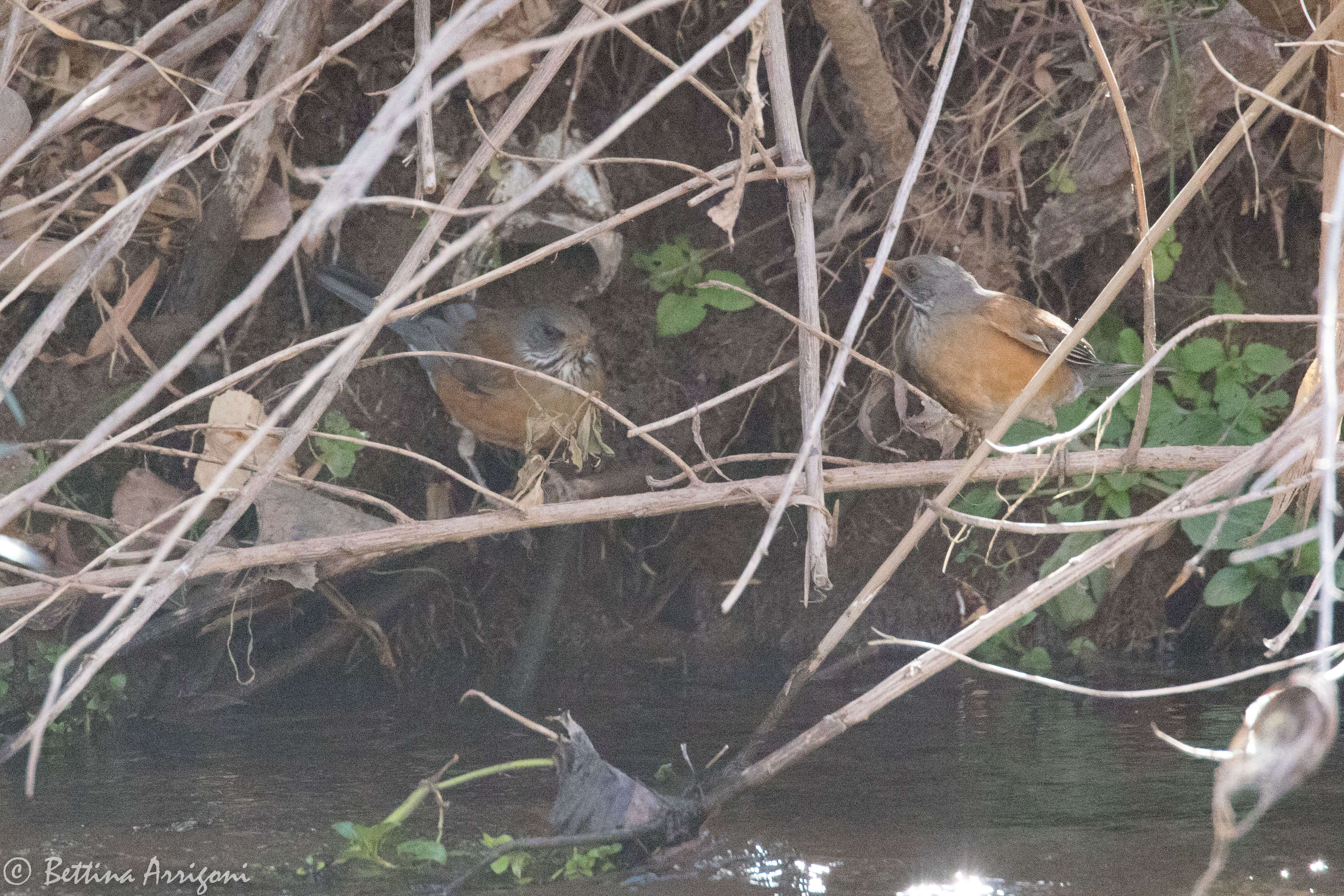 Image of Rufous-backed Thrush