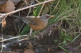 Image of Rufous-backed Thrush