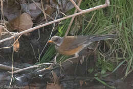 Image of Rufous-backed Thrush