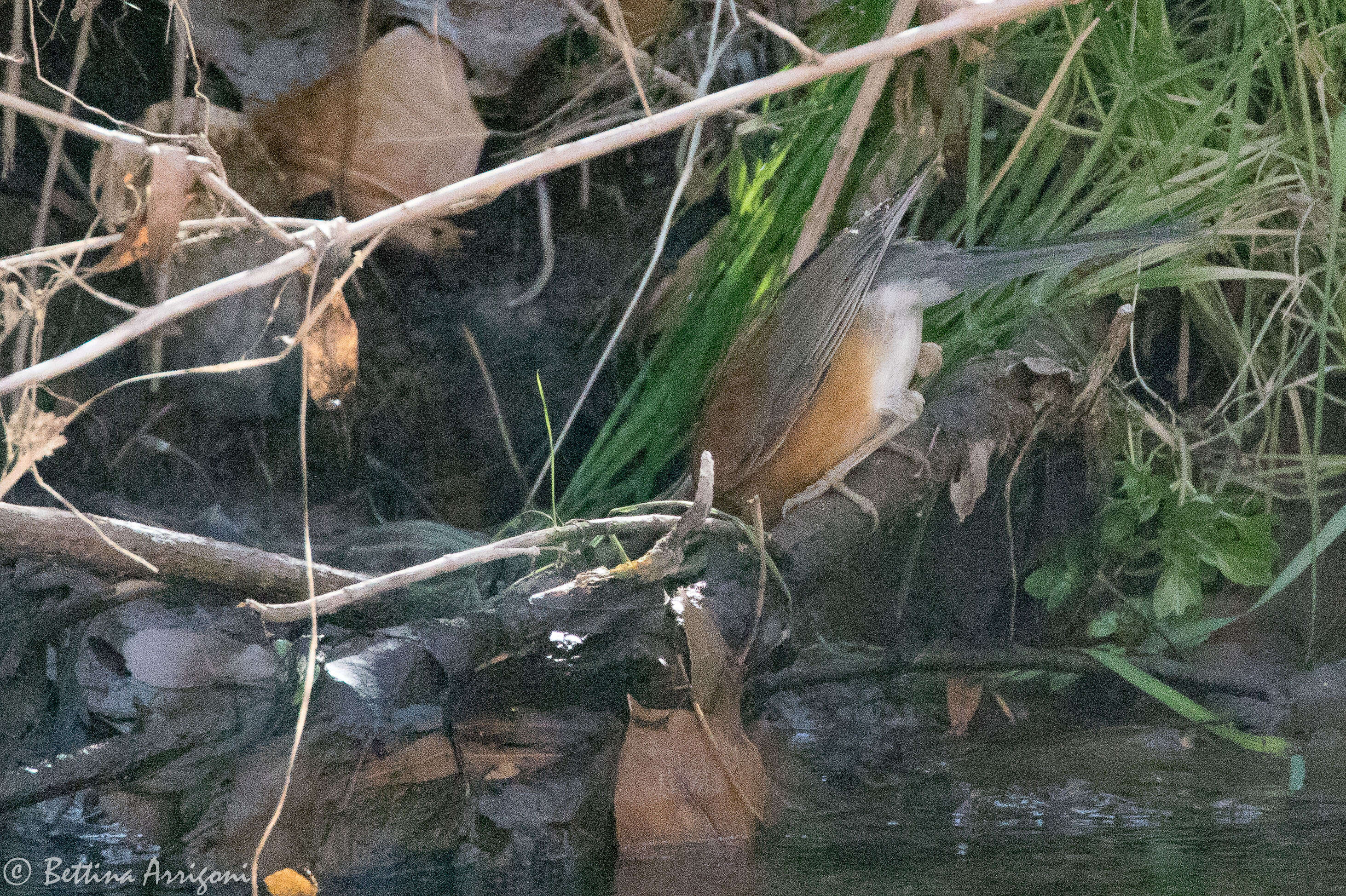 Image of Rufous-backed Thrush