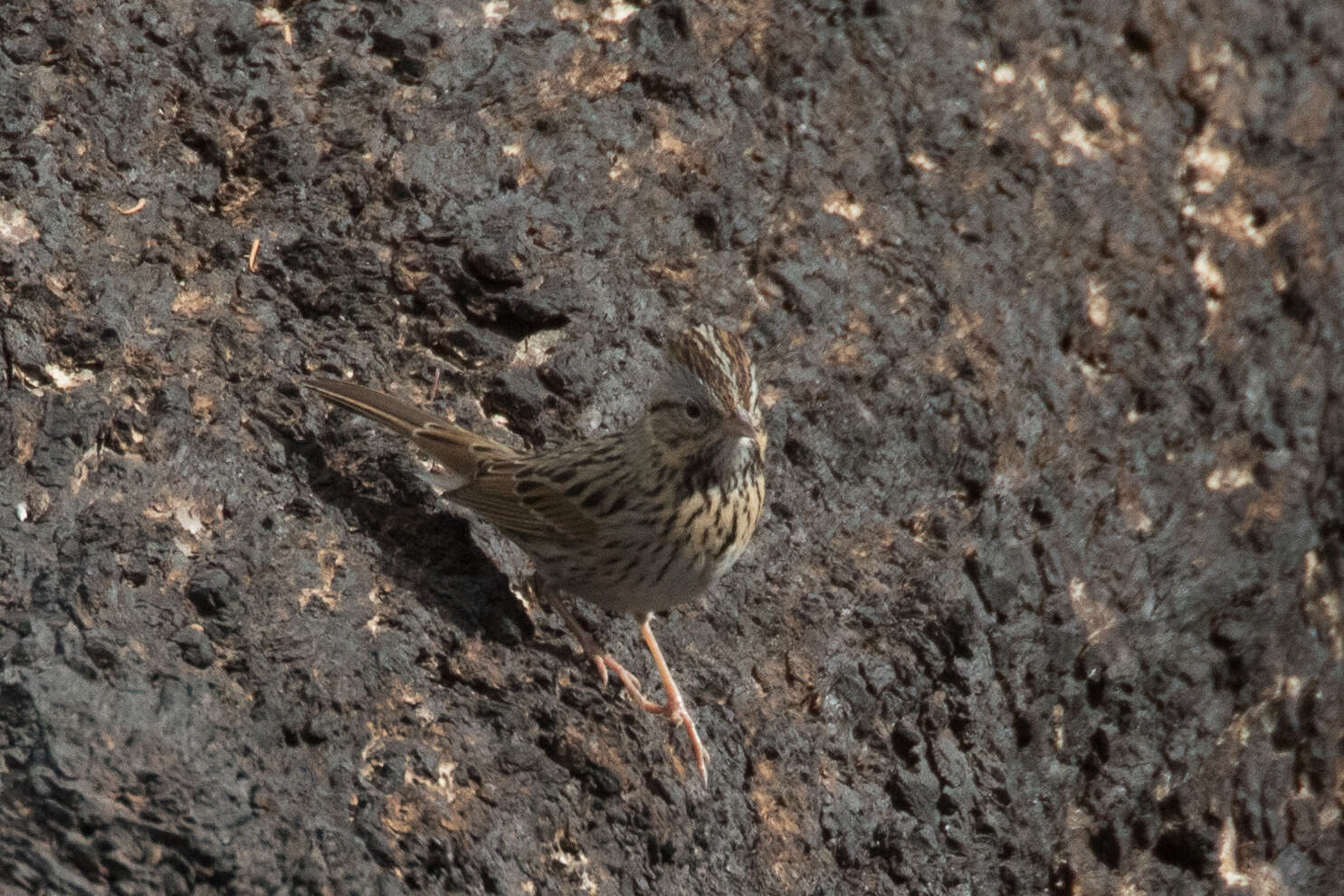 Image of Lincoln's Sparrow