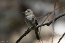 Image of Western Wood Pewee