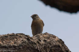 Image of Western Bluebird