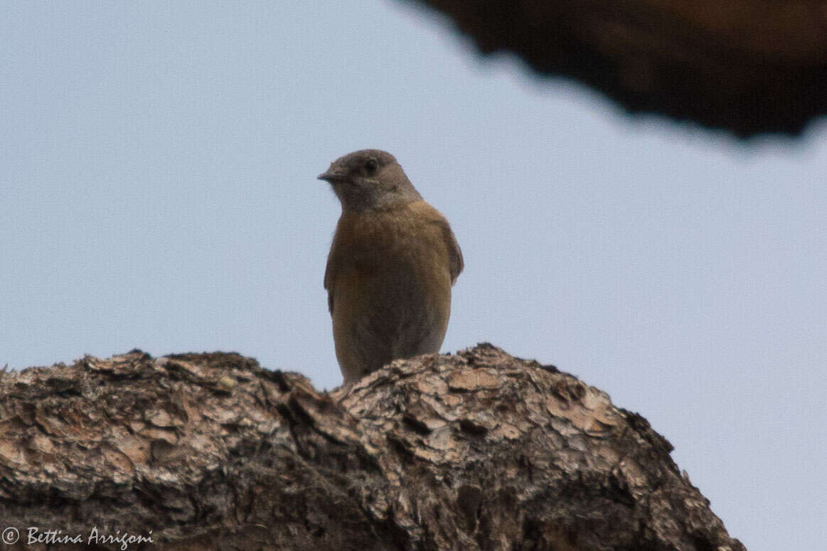 Image of Western Bluebird