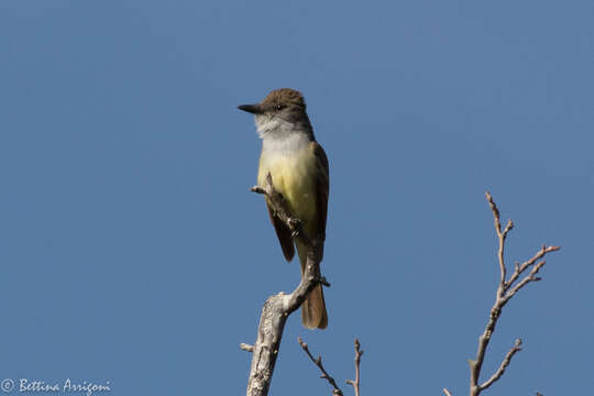 صورة Myiarchus tyrannulus (Müller & Pls 1776)