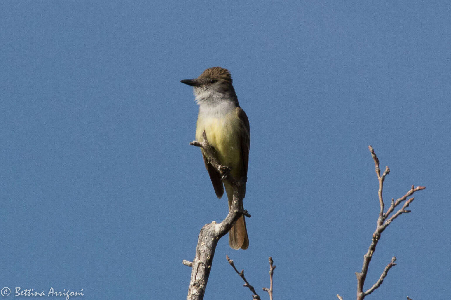 صورة Myiarchus tyrannulus (Müller & Pls 1776)