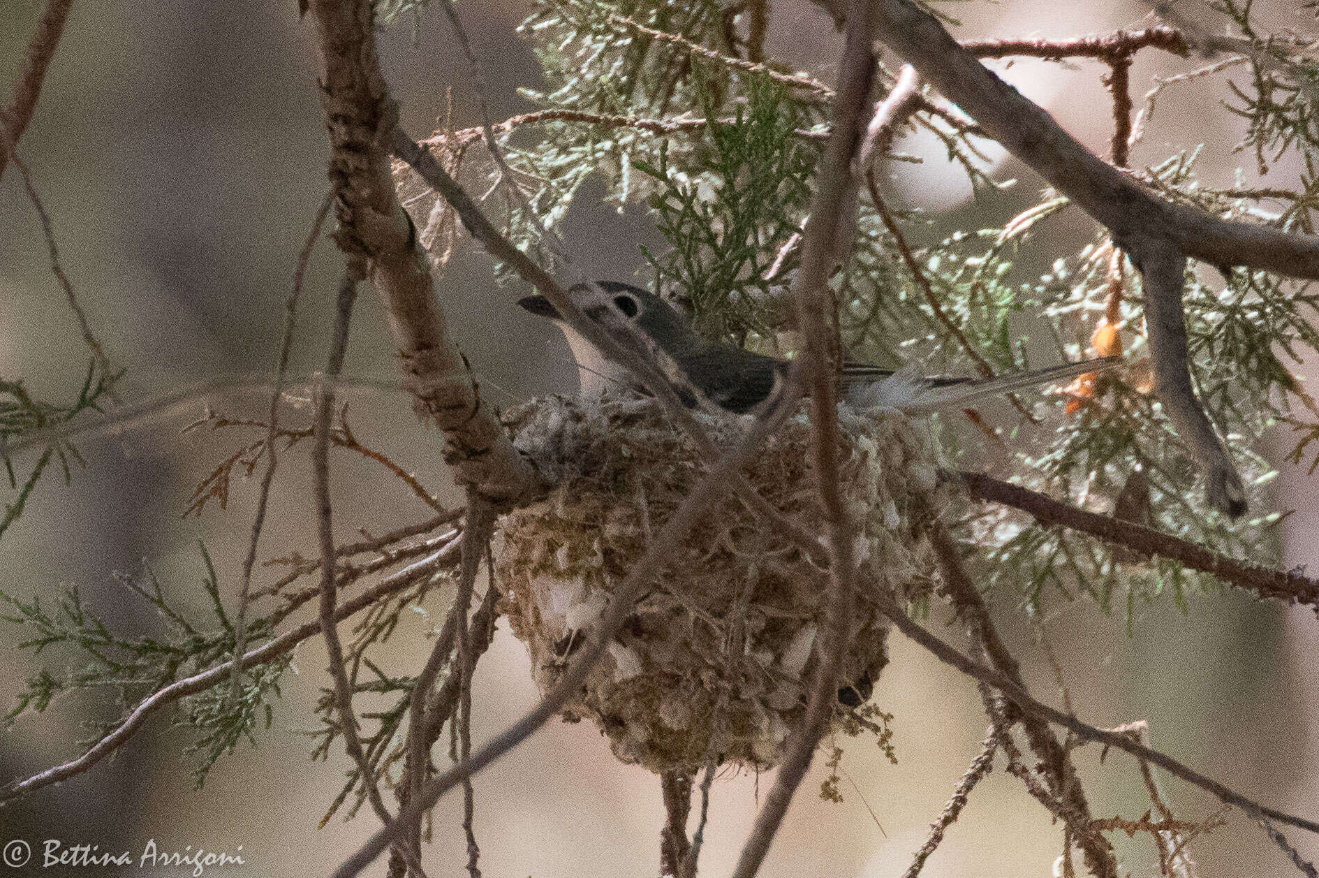 Image of Plumbeous Vireo