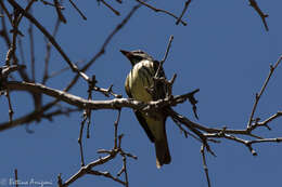 Image of Sulphur-bellied Flycatcher