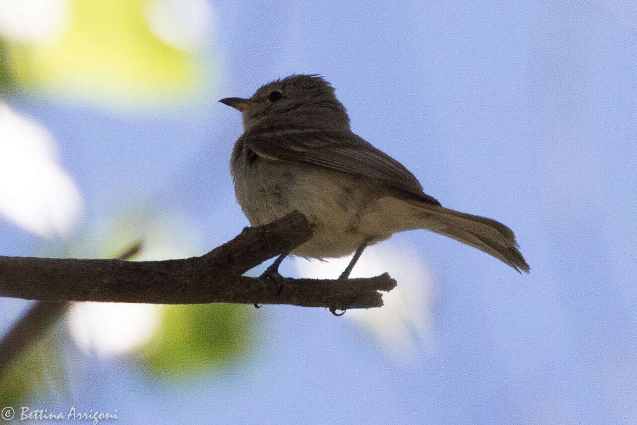 Image of Northern Beardless Tyrannulet