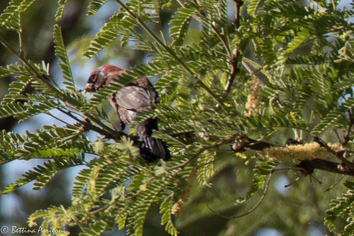 Plancia ëd Passerina versicolor (Bonaparte 1838)