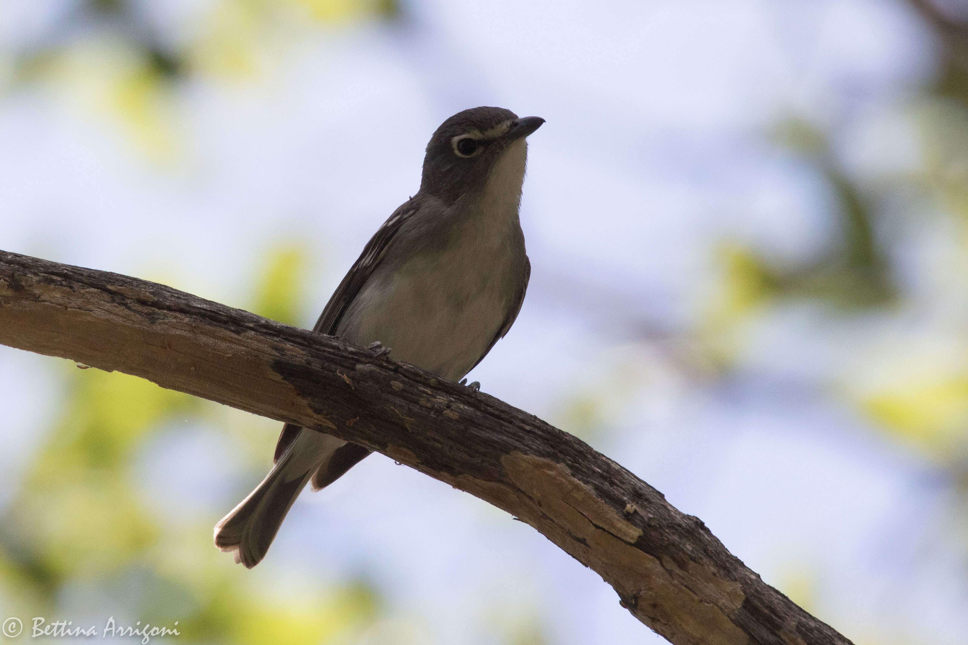 Sivun lyijyvireo kuva