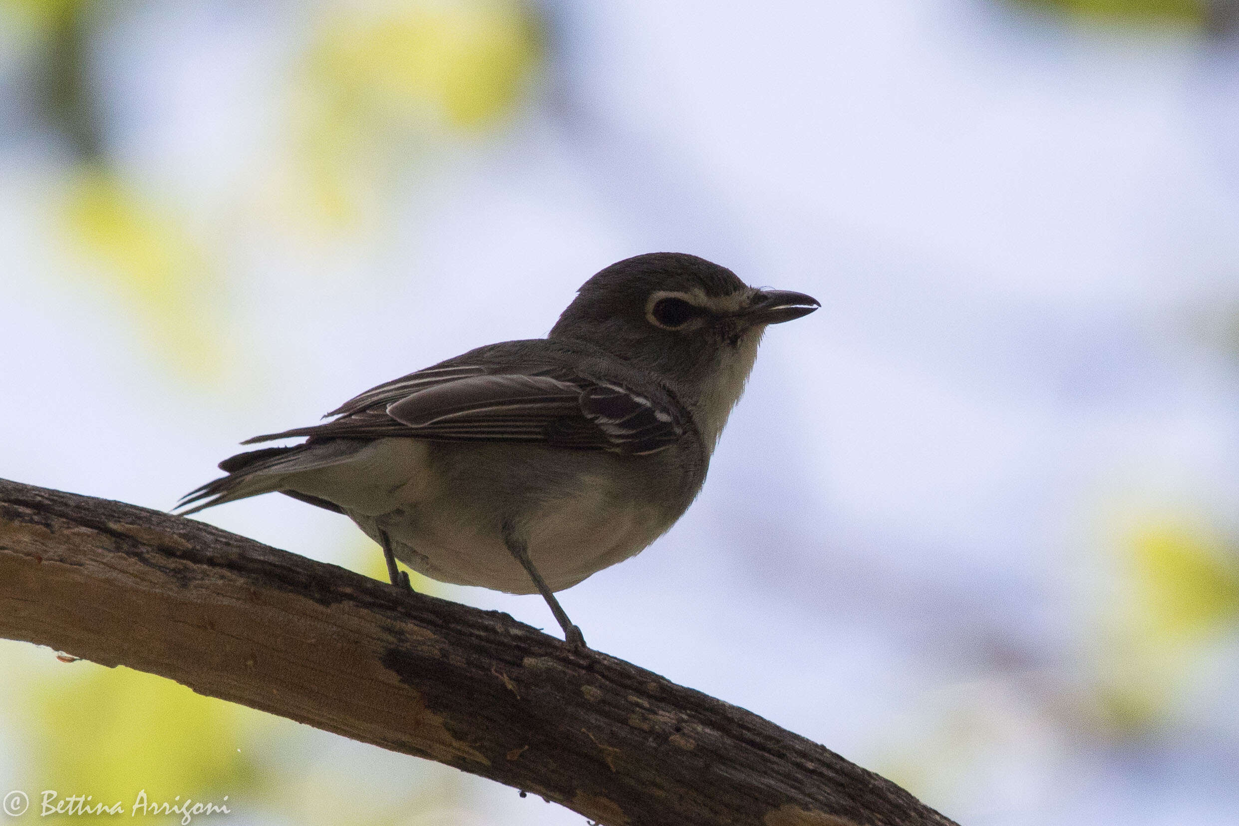 Sivun lyijyvireo kuva