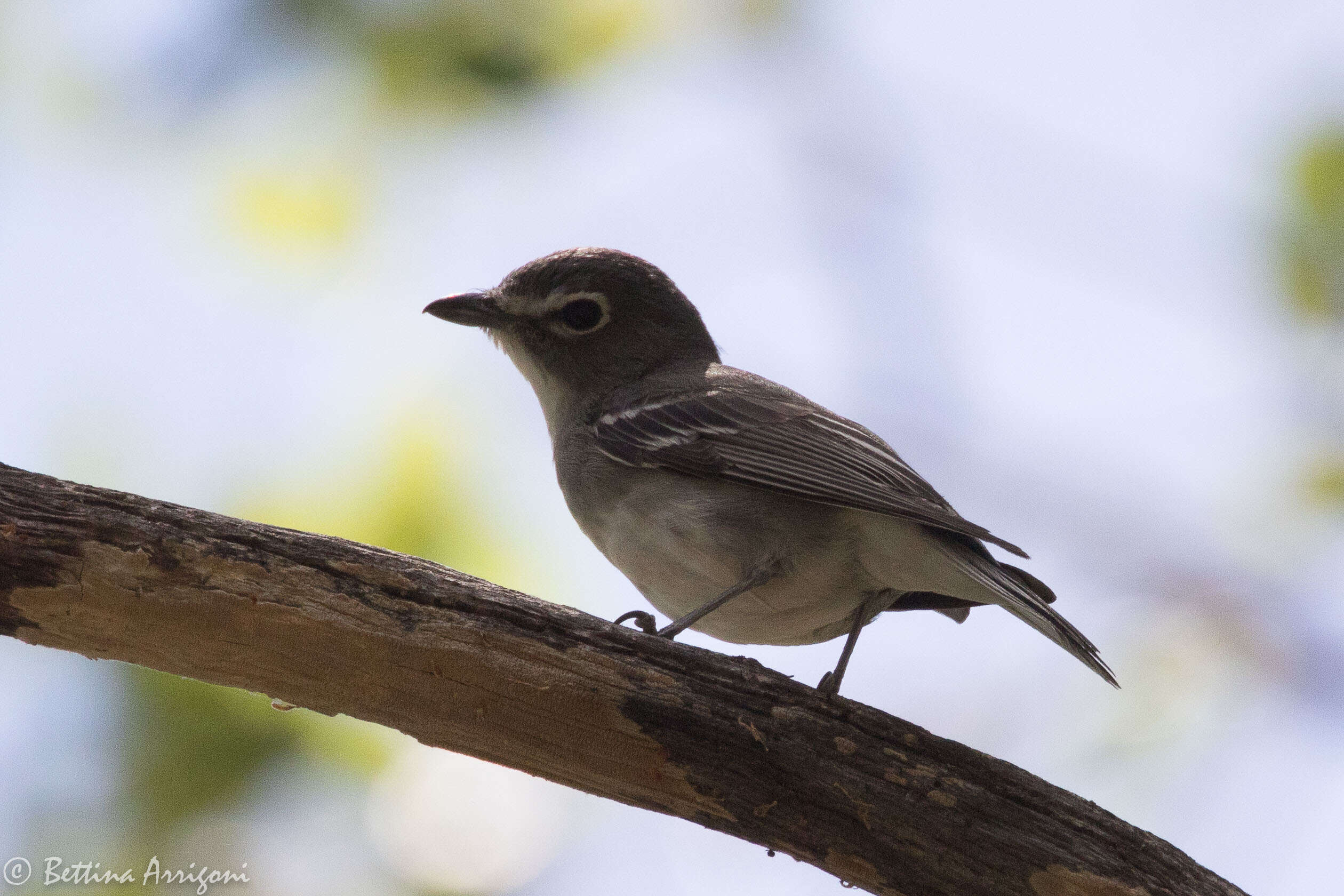 Sivun lyijyvireo kuva