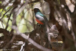 Imagem de Trogon elegans Gould 1834