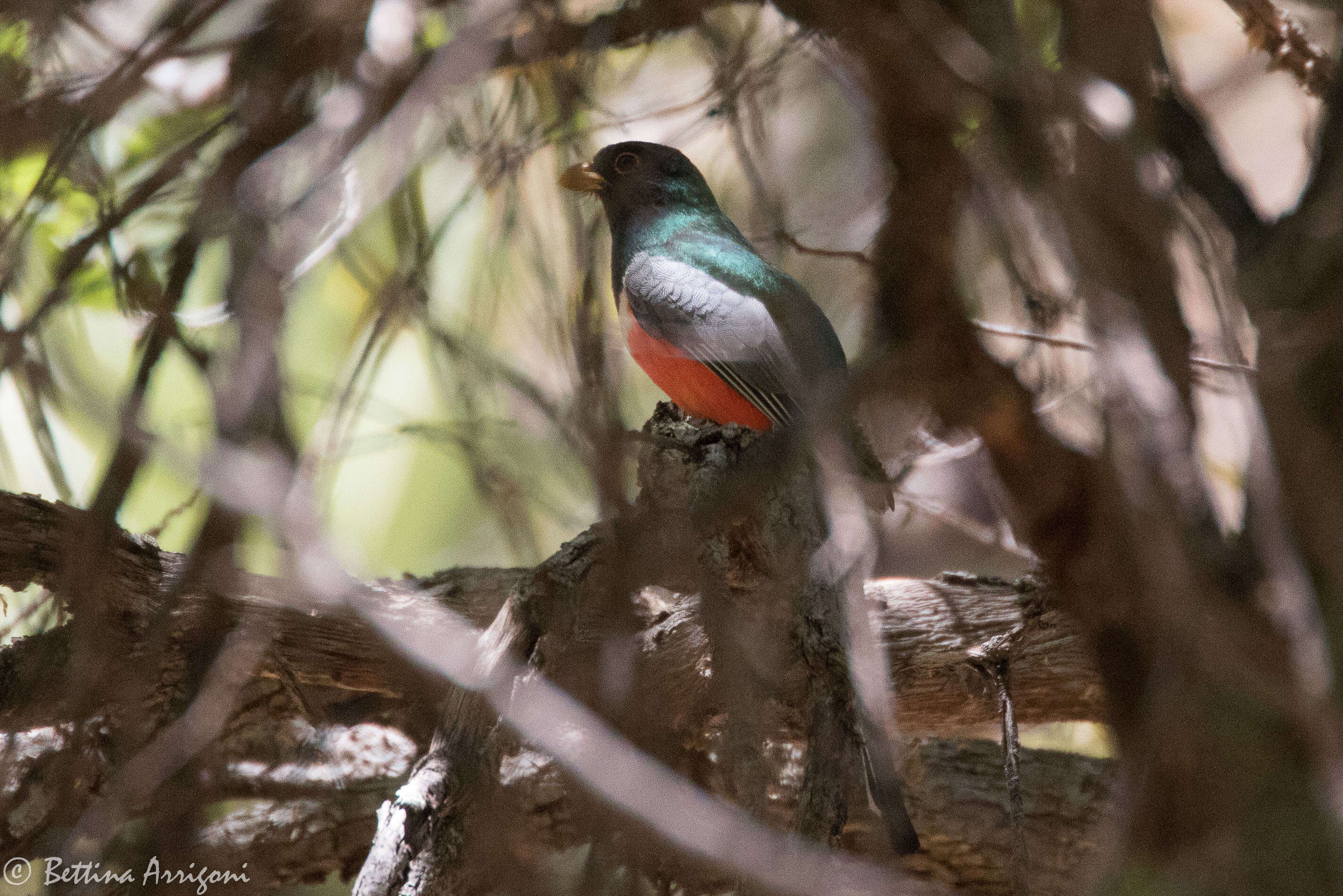 Imagem de Trogon elegans Gould 1834