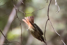 Image of Sulphur-bellied Flycatcher