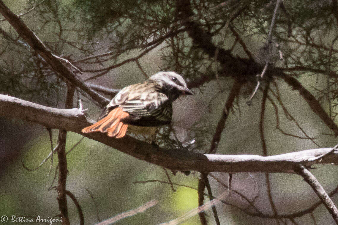 Image of Sulphur-bellied Flycatcher