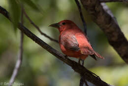 Imagem de Sanhaçu-vermelho