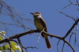 صورة Myiarchus tyrannulus (Müller & Pls 1776)