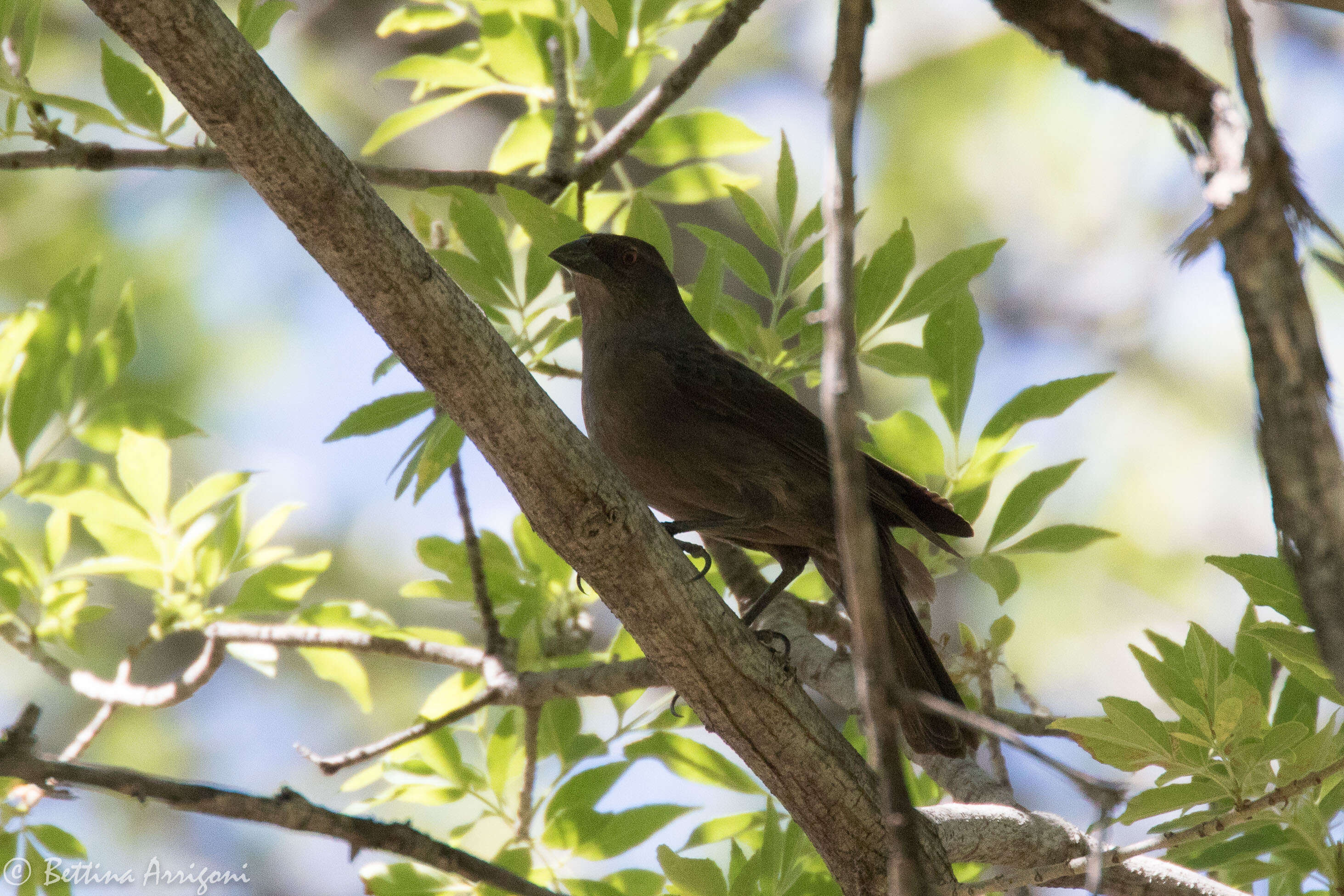 Image of Bronzed Cowbird