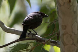 Image of Bronzed Cowbird