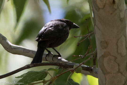 Image of Bronzed Cowbird