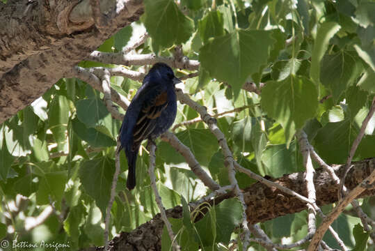 Image of Blue Grosbeak