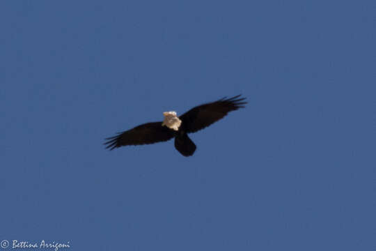 Image of Chihuahuan Raven