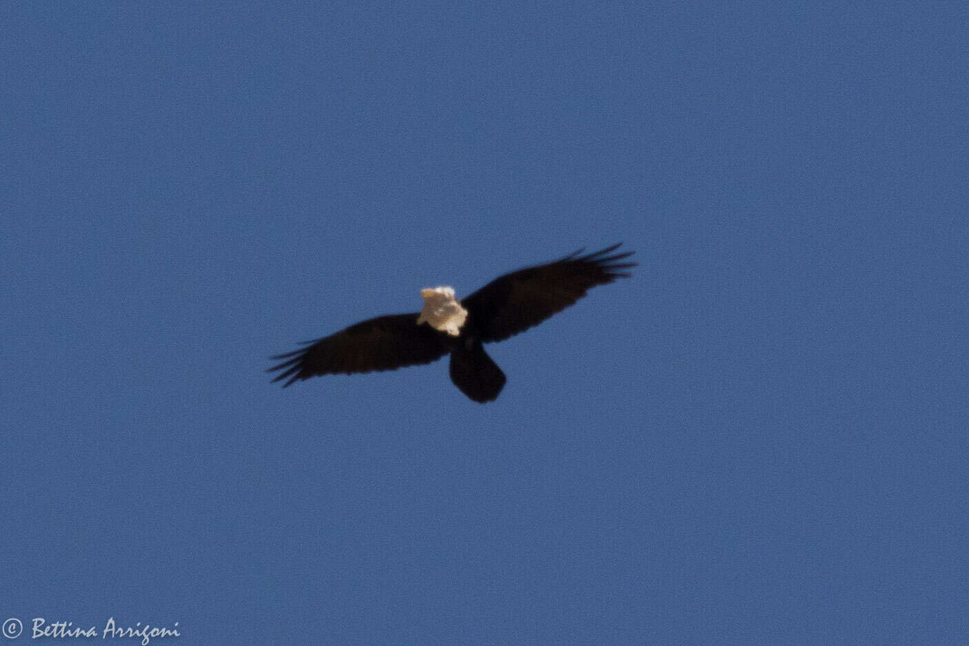 Image of Chihuahuan Raven