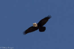 Image of Chihuahuan Raven