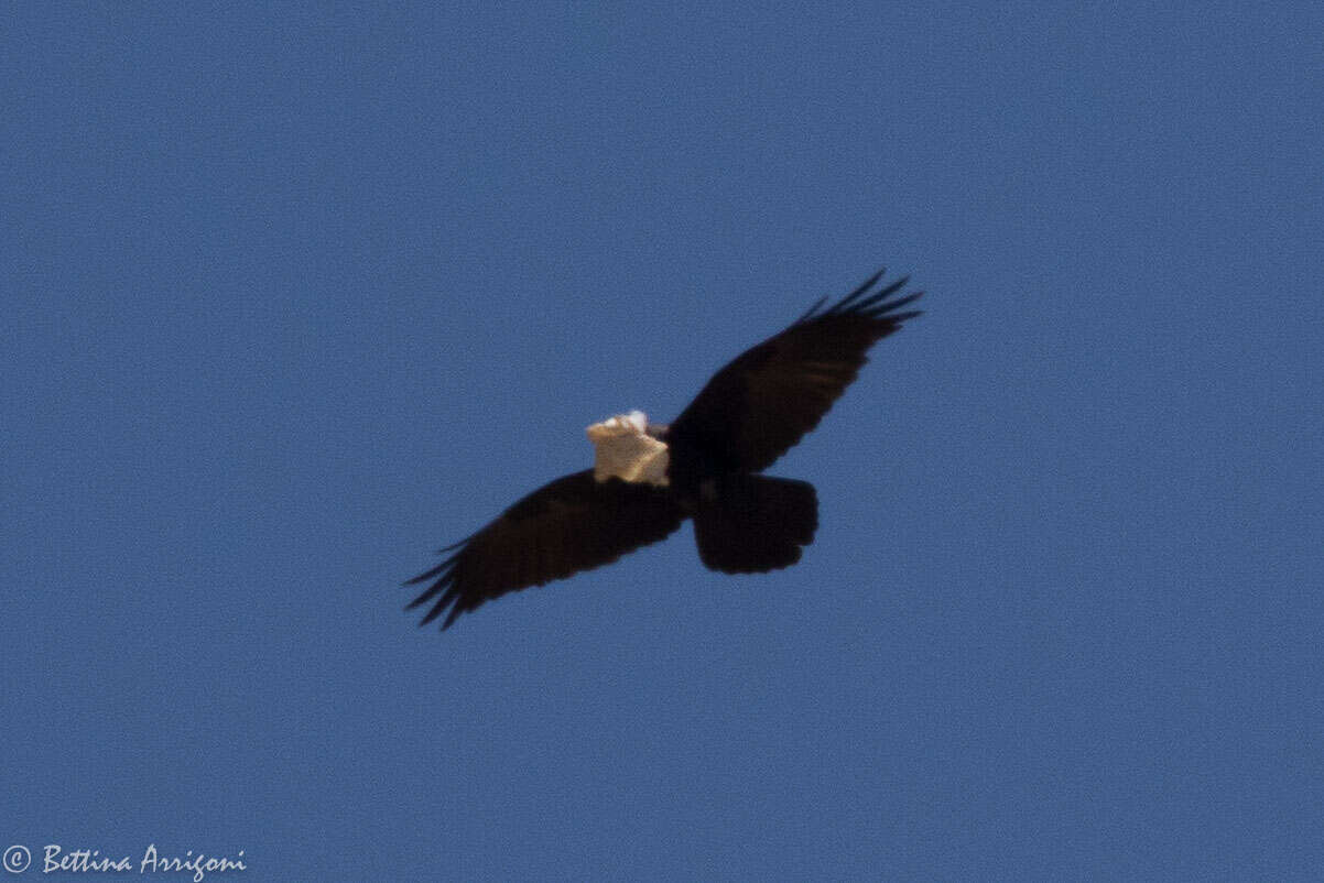 Image of Chihuahuan Raven