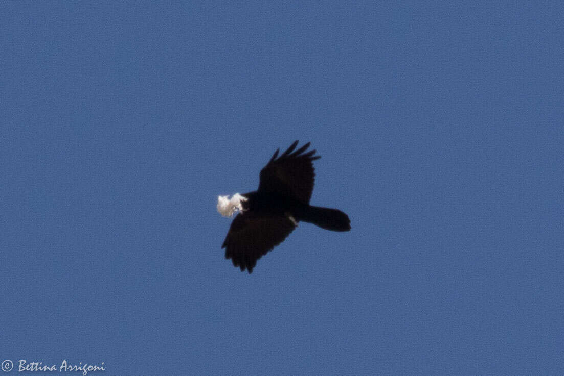 Image of Chihuahuan Raven