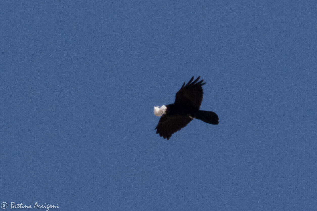 Image of Chihuahuan Raven