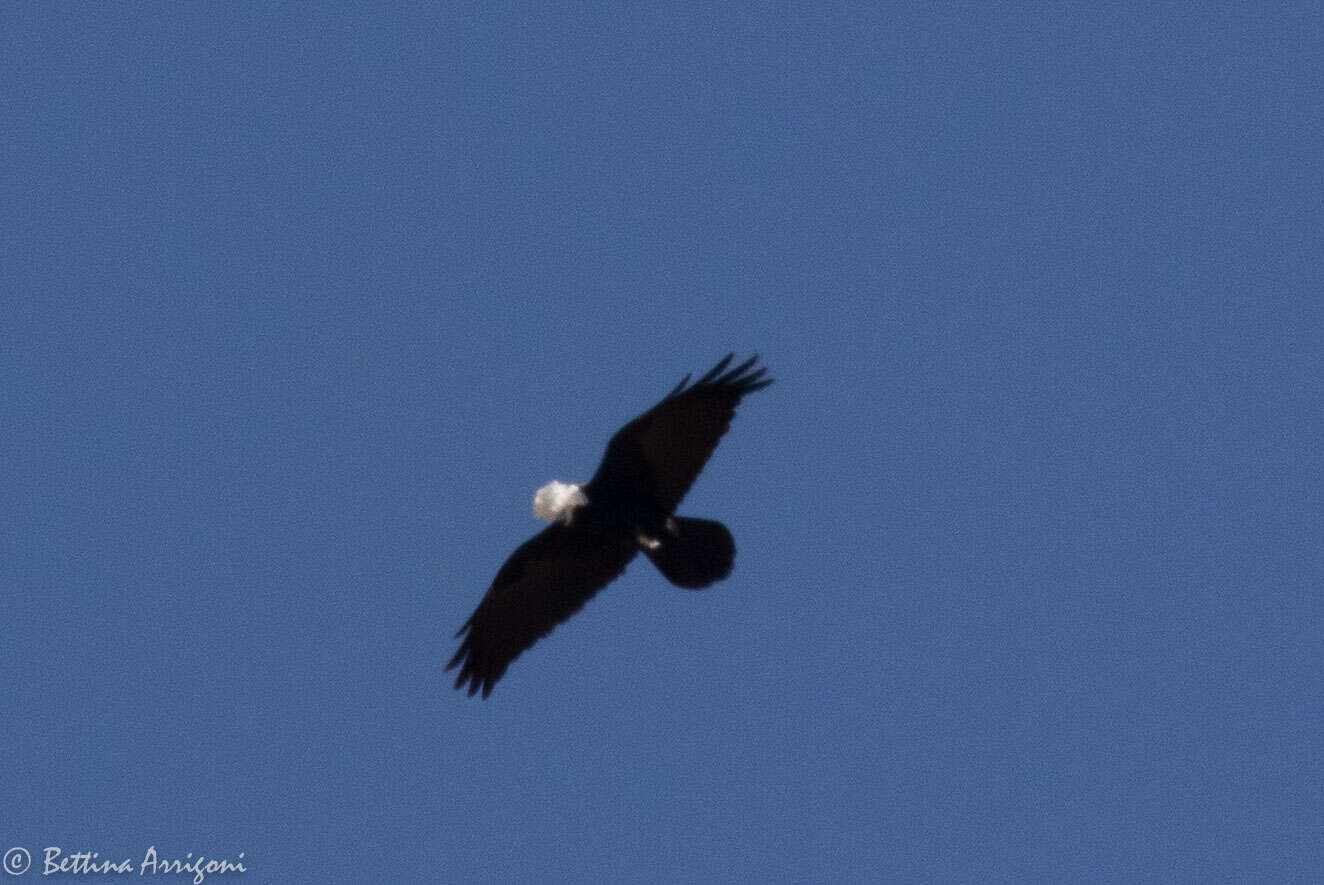 Image of Chihuahuan Raven