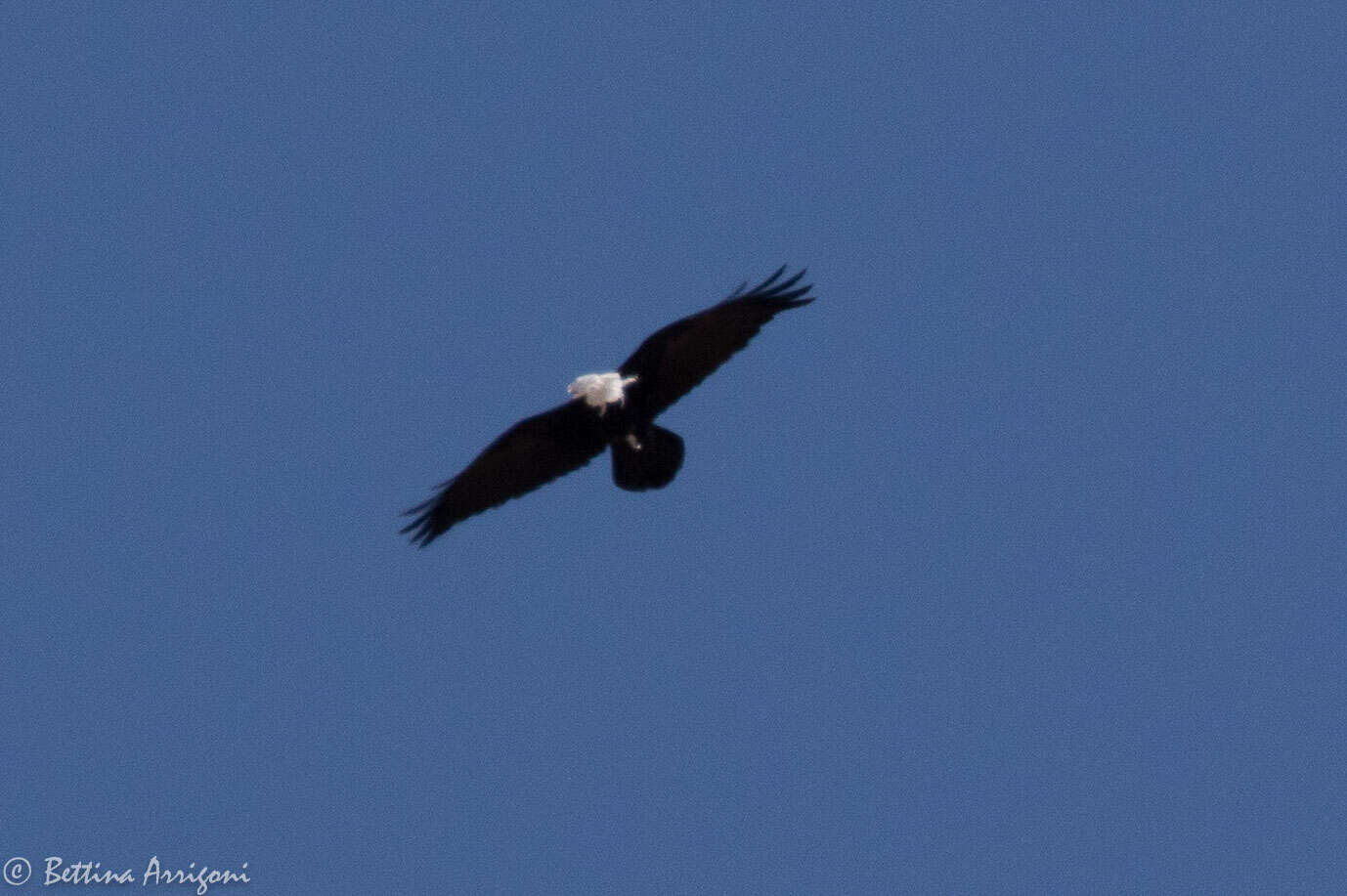 Image of Chihuahuan Raven