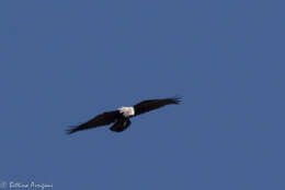 Image of Chihuahuan Raven