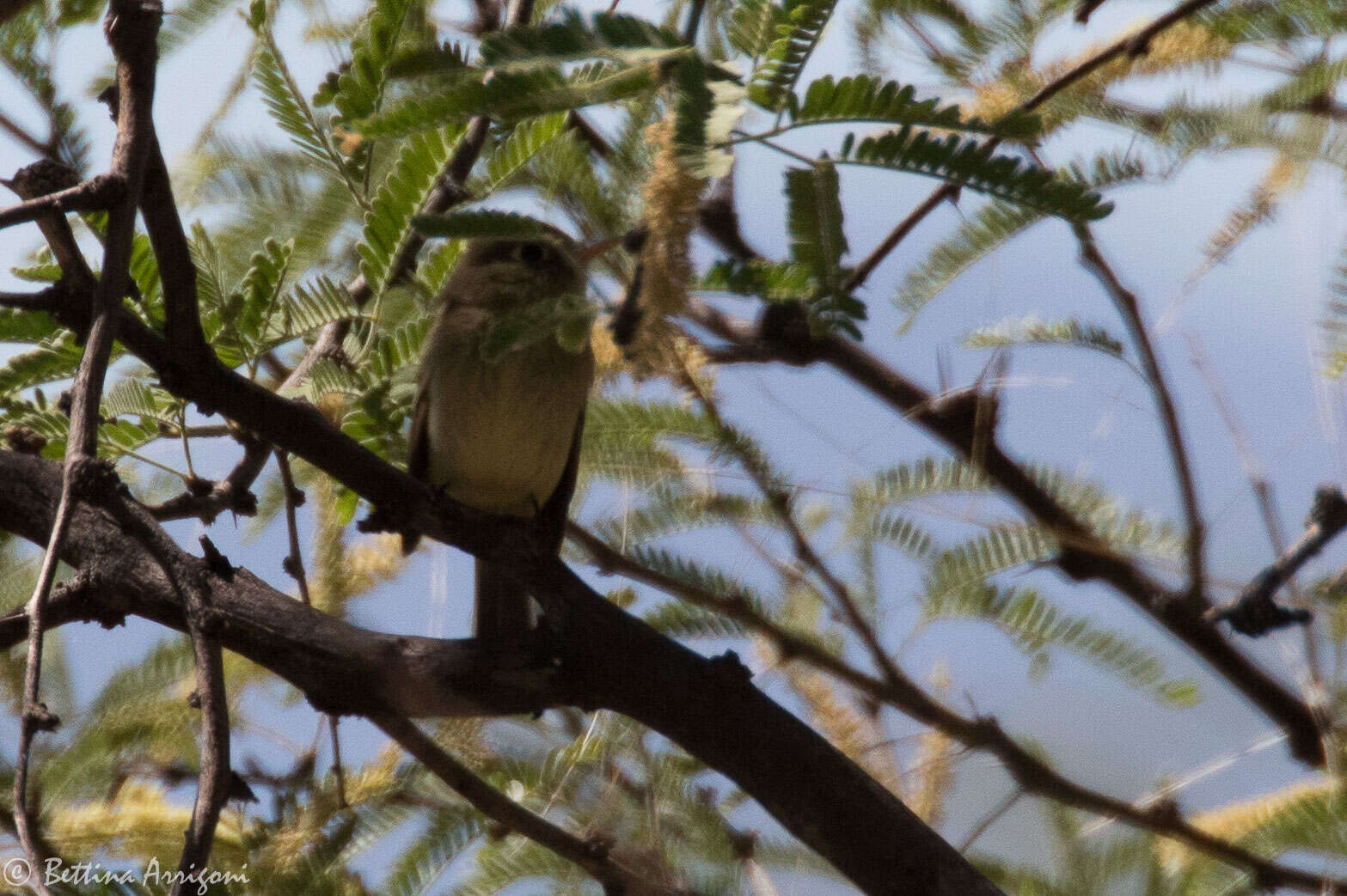 Image of Pacific-slope Flycatcher