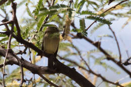 Image of Pacific-slope Flycatcher