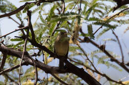 Image of Pacific-slope Flycatcher