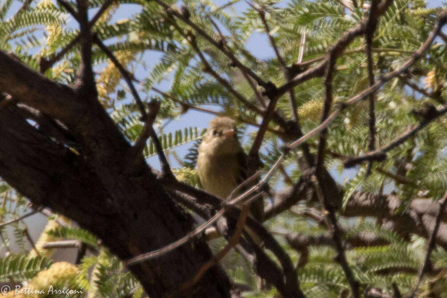 Image of Pacific-slope Flycatcher