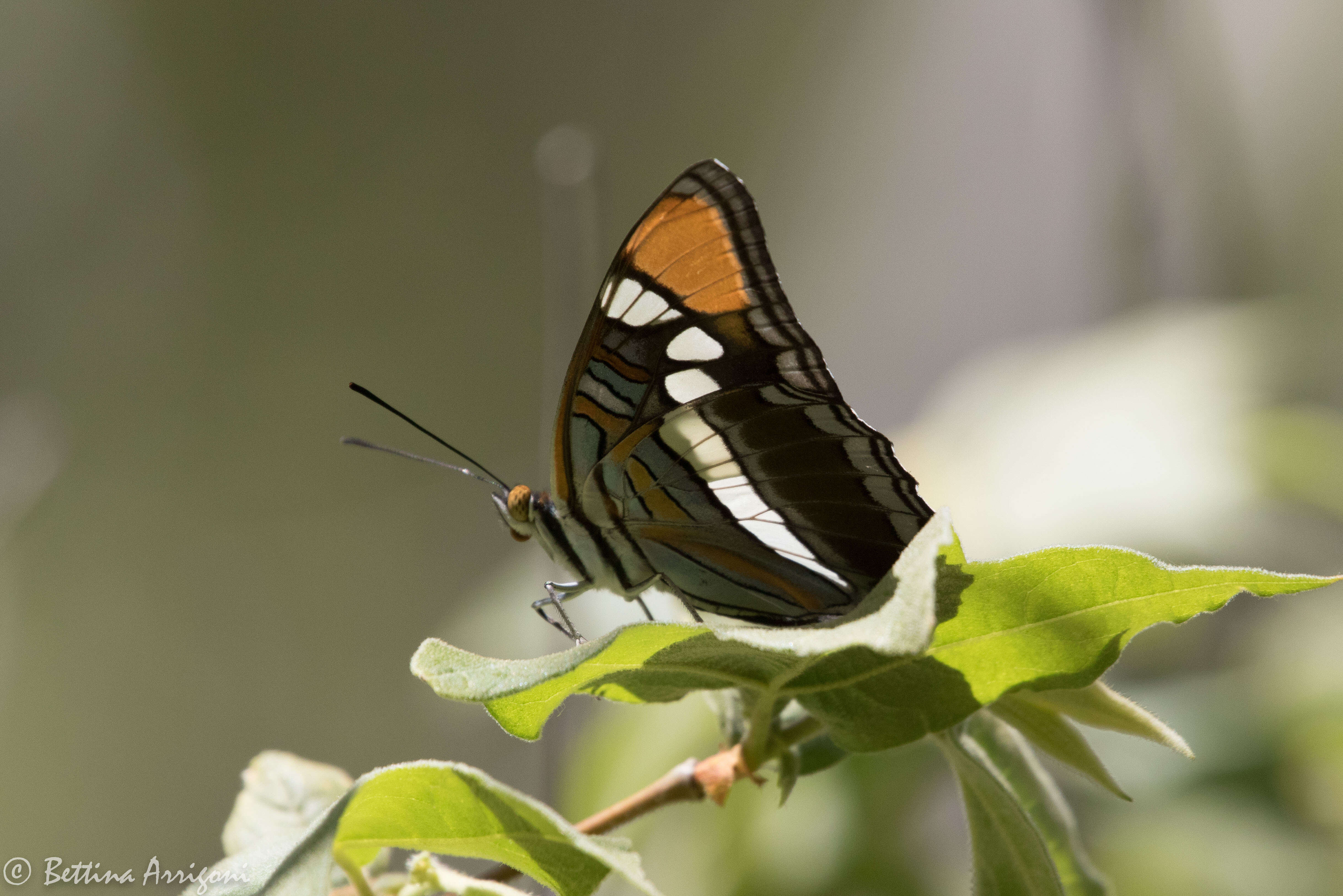 Limenitis bredowii Hübner 1837的圖片