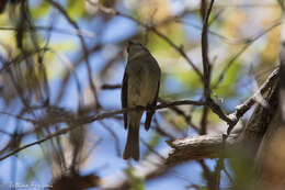 Image of American Dusky Flycatcher