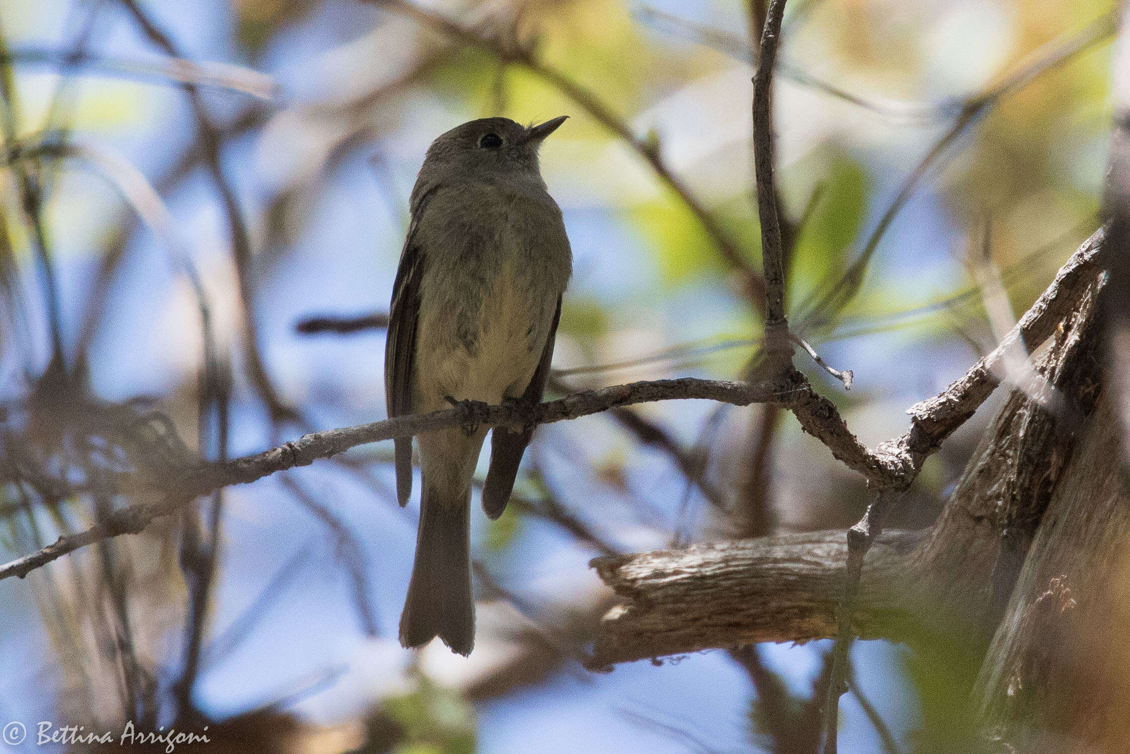 Image of American Dusky Flycatcher