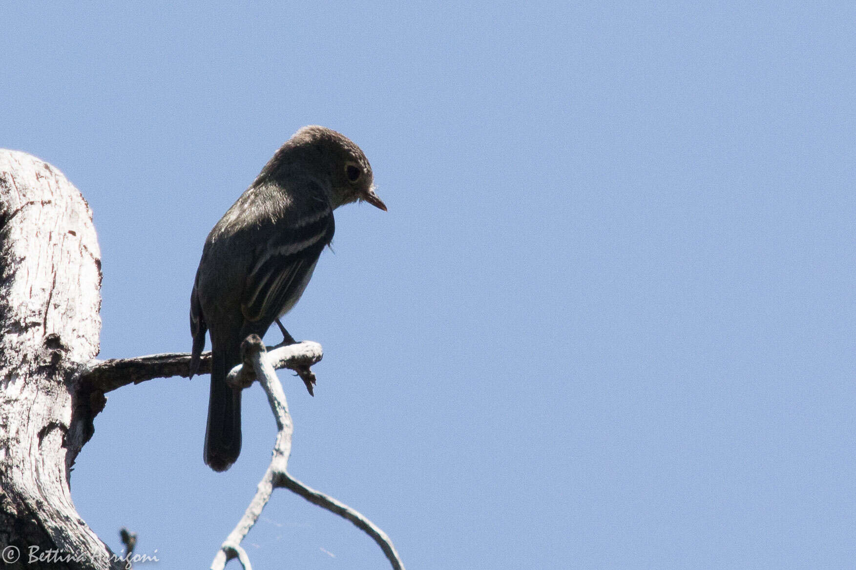 Image of American Grey Flycatcher