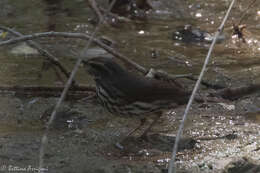 Image of Northern Waterthrush