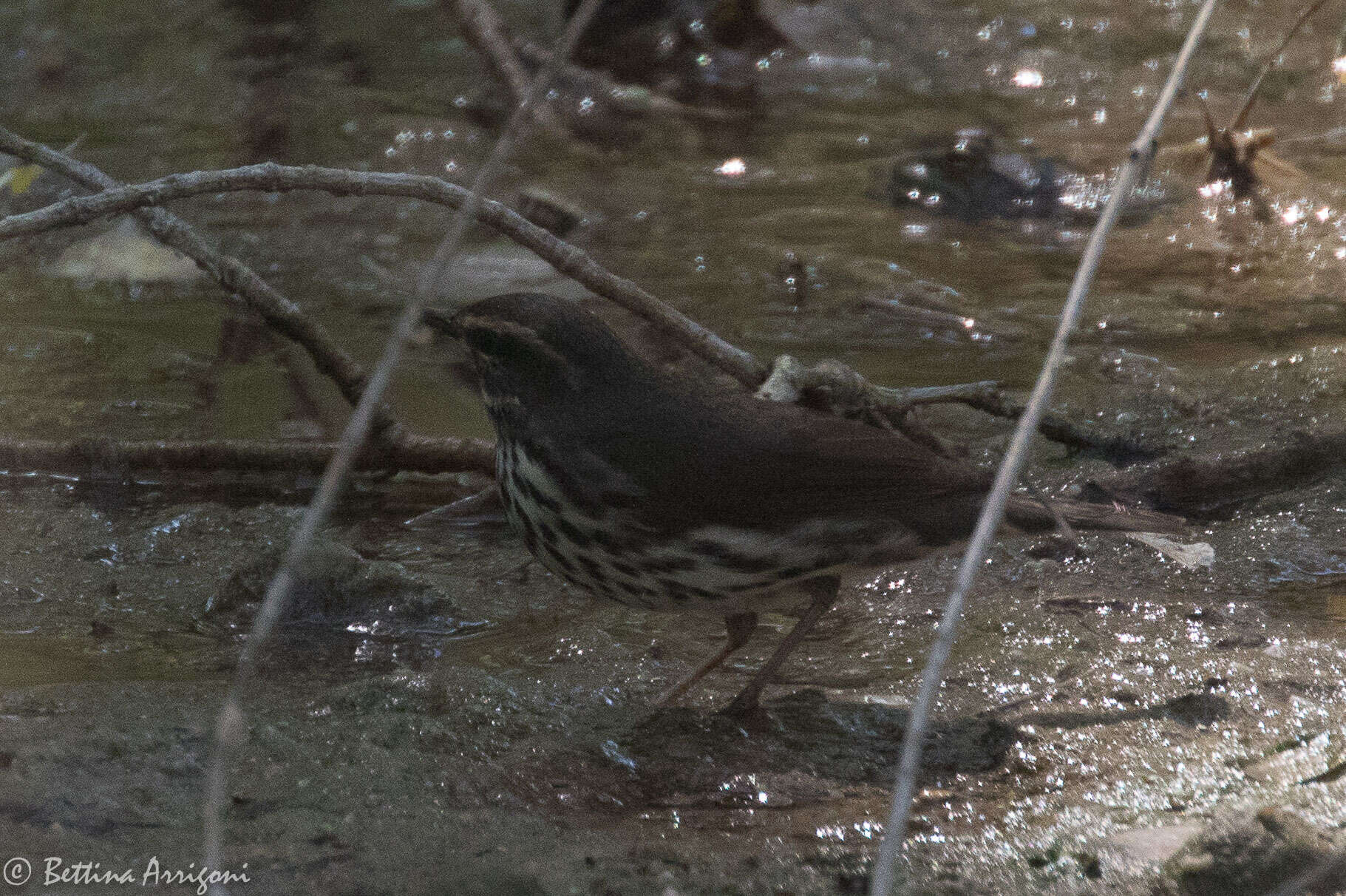 Image of Northern Waterthrush