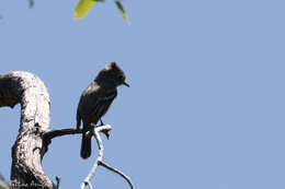 Image of American Grey Flycatcher