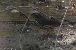 Image of Northern Waterthrush